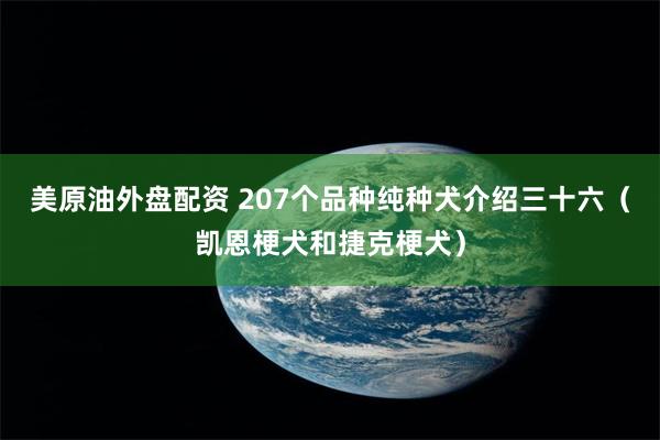 美原油外盘配资 207个品种纯种犬介绍三十六（凯恩梗犬和捷克梗犬）